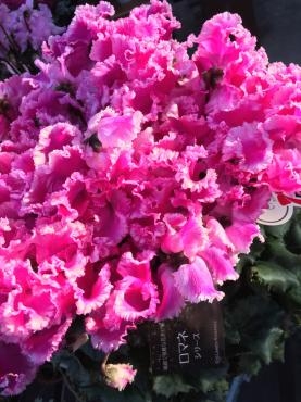 シクラメンいろいろ入荷しました｜「サンフラワーショップ花門」　（宮城県多賀城市の花キューピット加盟店 花屋）のブログ