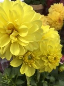 母の日ギフトにいかがでしょうか｜「サンフラワーショップ花門」　（宮城県多賀城市の花キューピット加盟店 花屋）のブログ