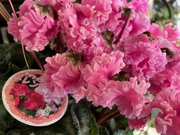 シクラメン|「サンフラワーショップ花門」　（宮城県多賀城市の花屋）のブログ